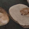 20101202-HouseDogs